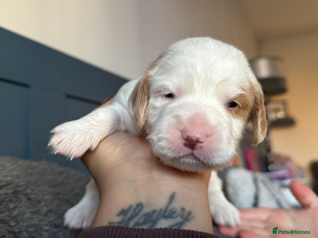 Cockapoo dogs for sale: Gorgeous F2B Cockapoo puppies  - Image 35