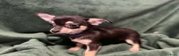 Chihuahua dogs for sale: Chihauhau puppies  - Advert 6