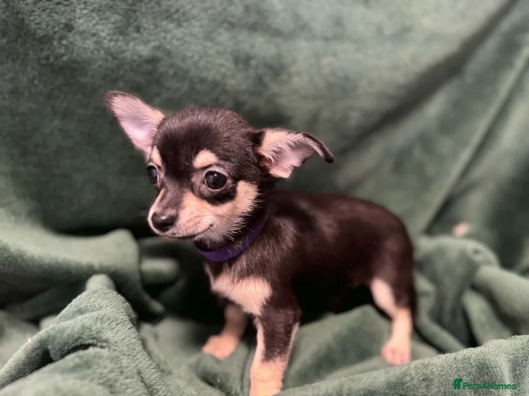Chihuahua dogs for sale: Chihauhau puppies  - Advert 6