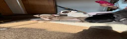 Mixed Breed dogs for sale: 13 weeks old French bulldog/cocker spaniels ❌ - Advert 24