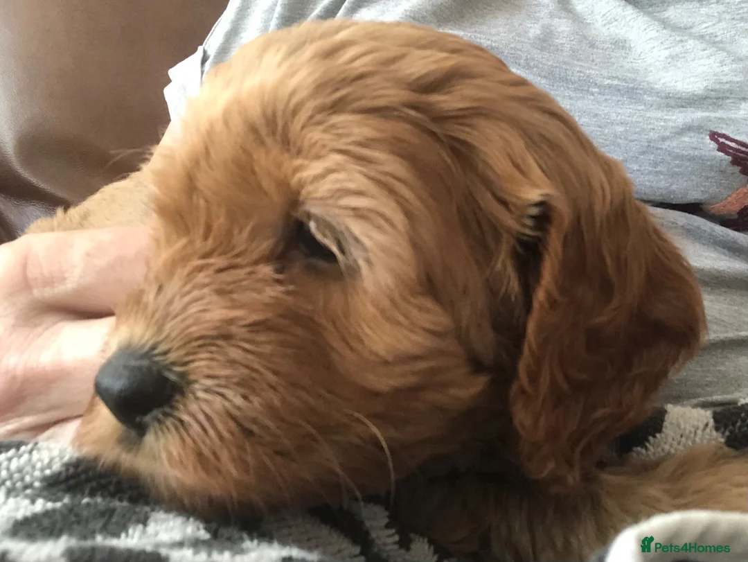 Cavapoo dogs for sale: Stunning red Cavapoo puppies  - Advert 2