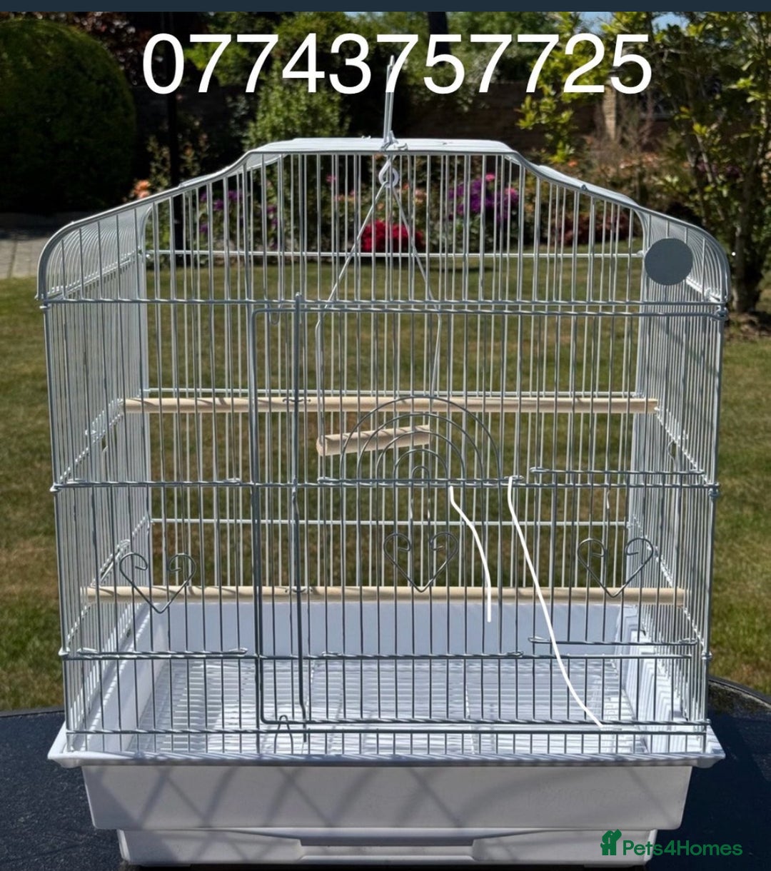 Budgerigars birds for sale: Adorable budgies and cages for sale  - Image 14