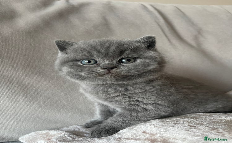 British Shorthair cats - Advert 2