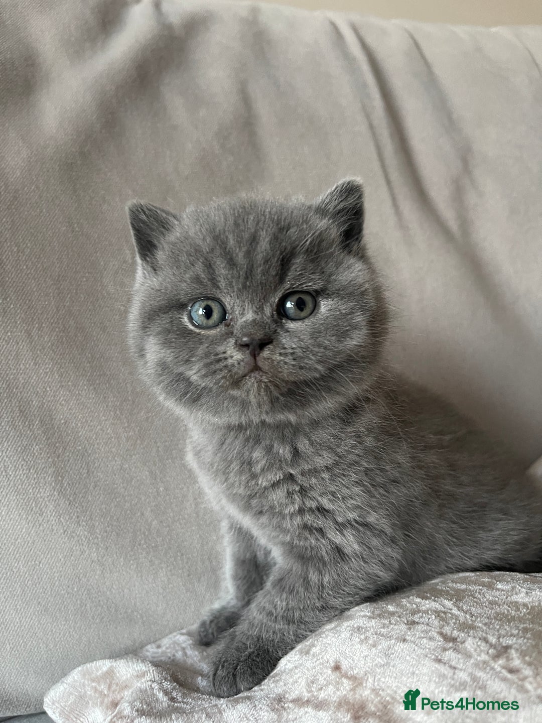 British Shorthair cats for sale:  British Blue kittens - Image 1