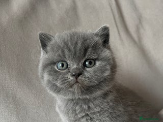 British Shorthair cats - Advert 1