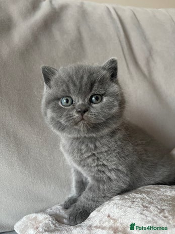 British Shorthair cats - Advert 2
