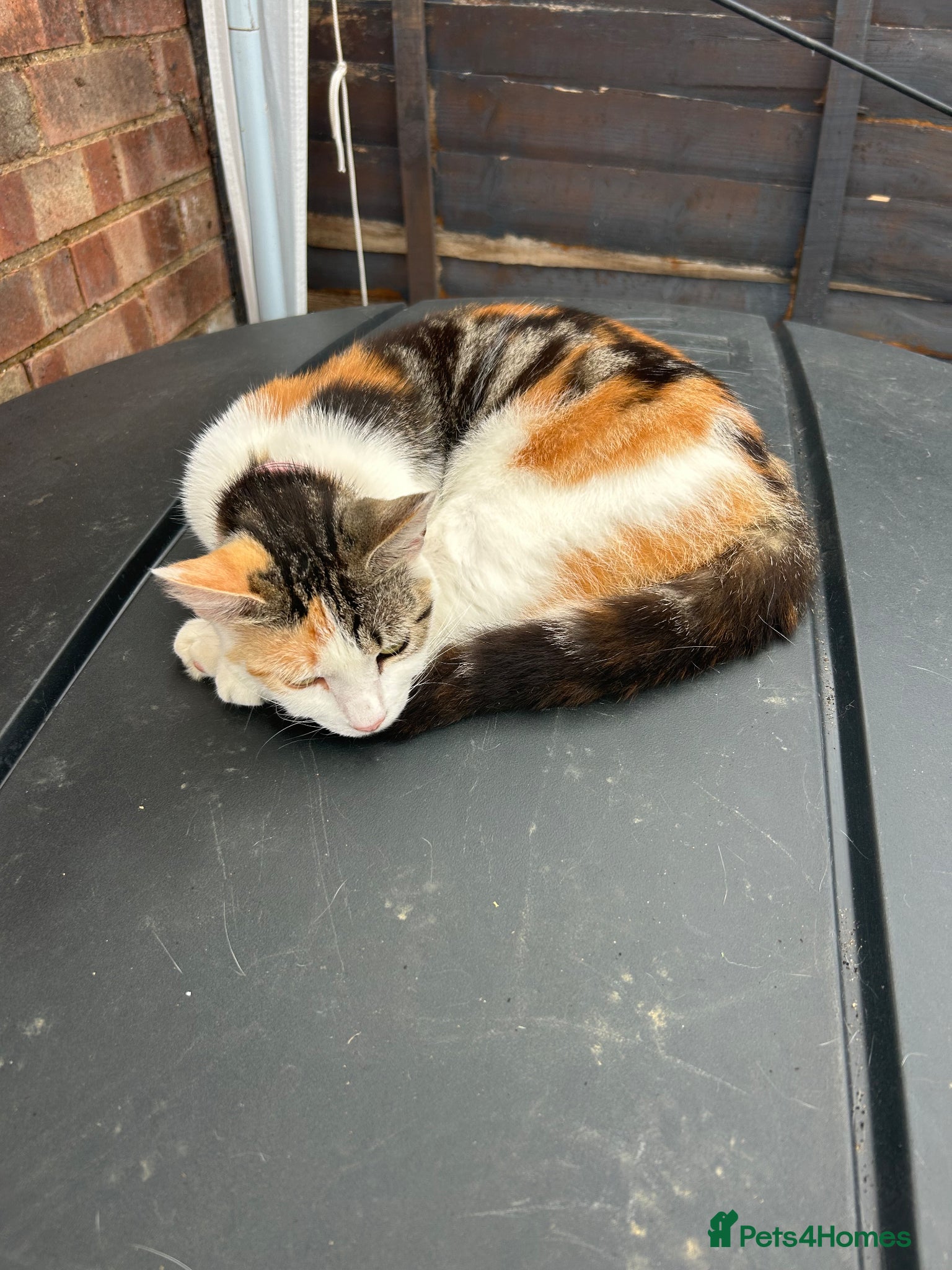 Domestic Shorthair cats Beautiful ginger kittens for sale  - Advert 6
