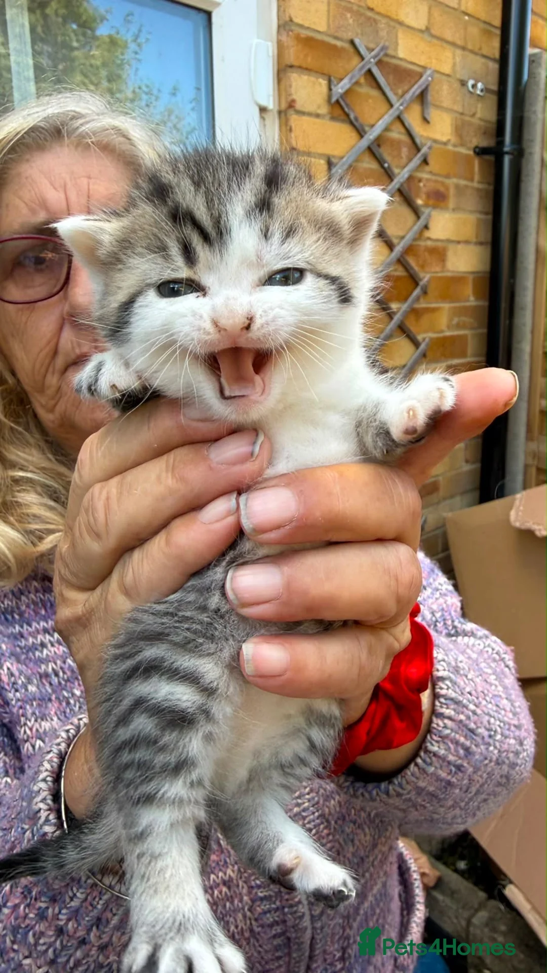 British Shorthair cats for sale: 4 kittens  in Hatfield - Advert 1