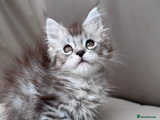 Maine Coon cats - Advert 3