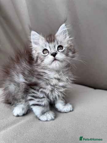 Maine Coon cats - Advert 4