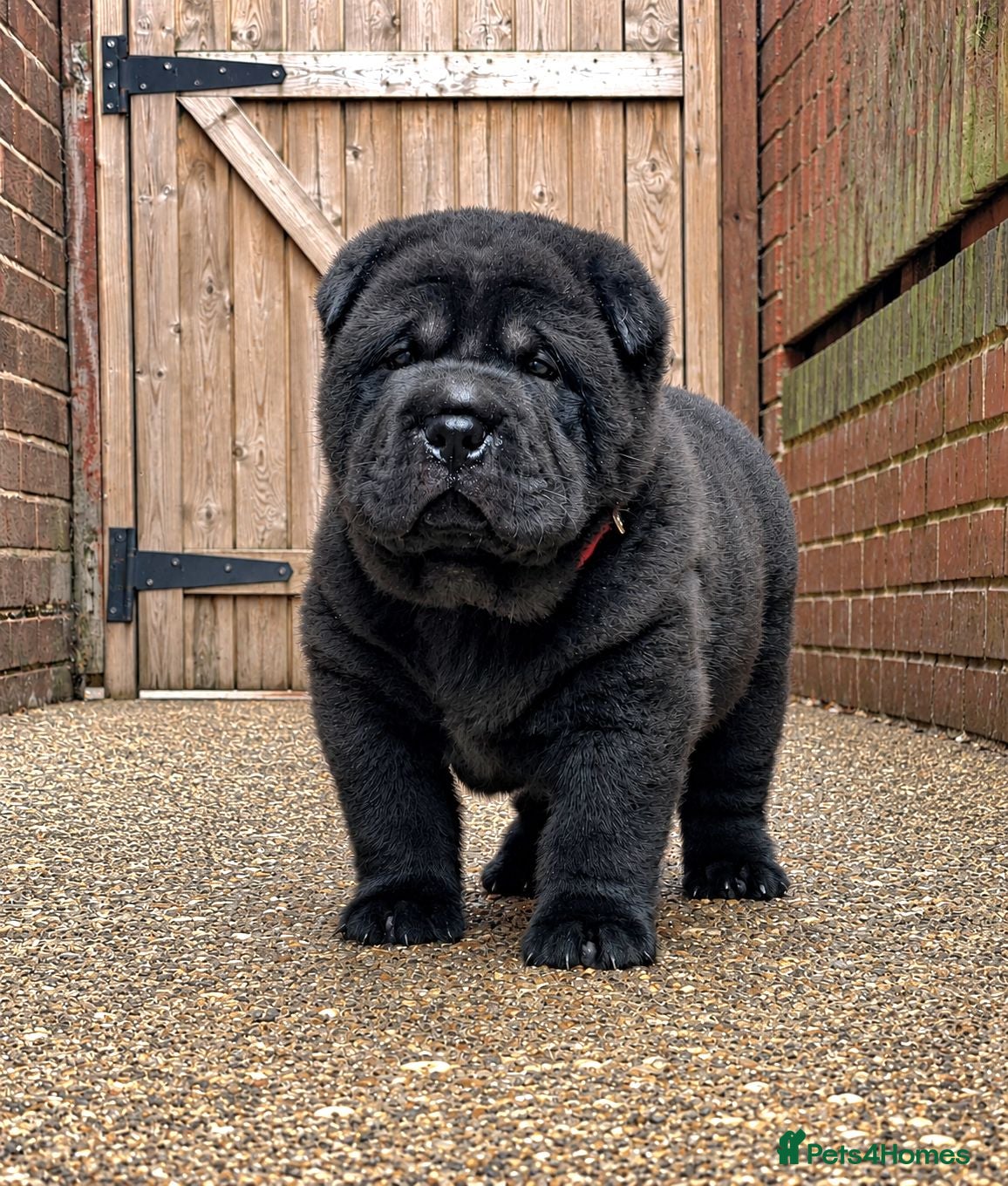 Mixed Breed dogs ChowPei Pups - Advert 16