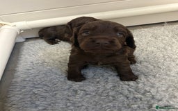 Cocker Spaniel dogs for sale: KC Registered Working Cocker Spaniels  - Image 5