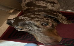 Dachshund dogs for adoption: 🐶💛 Meet Clyde ! He needs a confident Loving Home - Advert 8