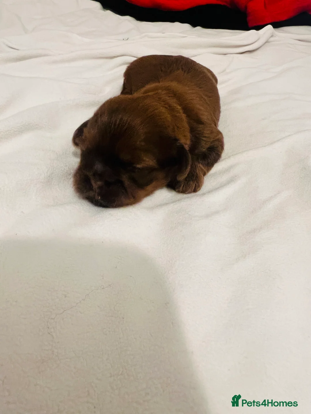 Shih Tzu dogs for sale: READY TO LEAVE GORGEOUS KC girl left - Advert 8