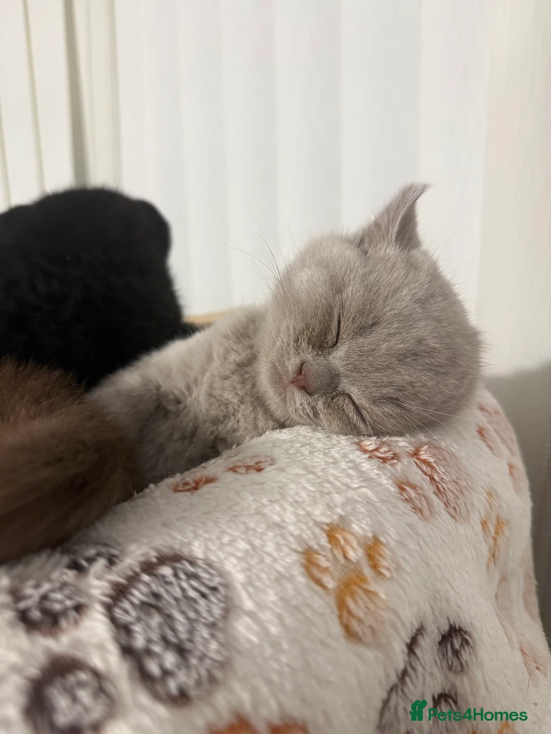 British Shorthair cats for sale: Champion Line British Shorthair Kittens - Advert 2