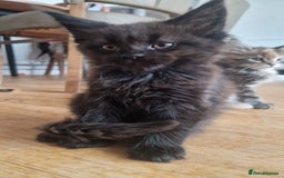 Maine Coon cats for sale: Maine coon kittens - Image 10