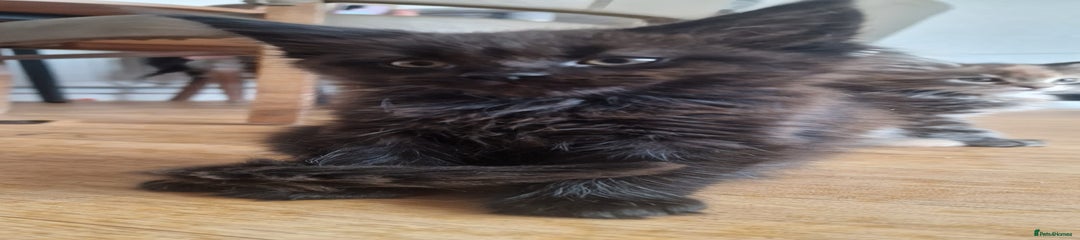 Maine Coon Kitten 3