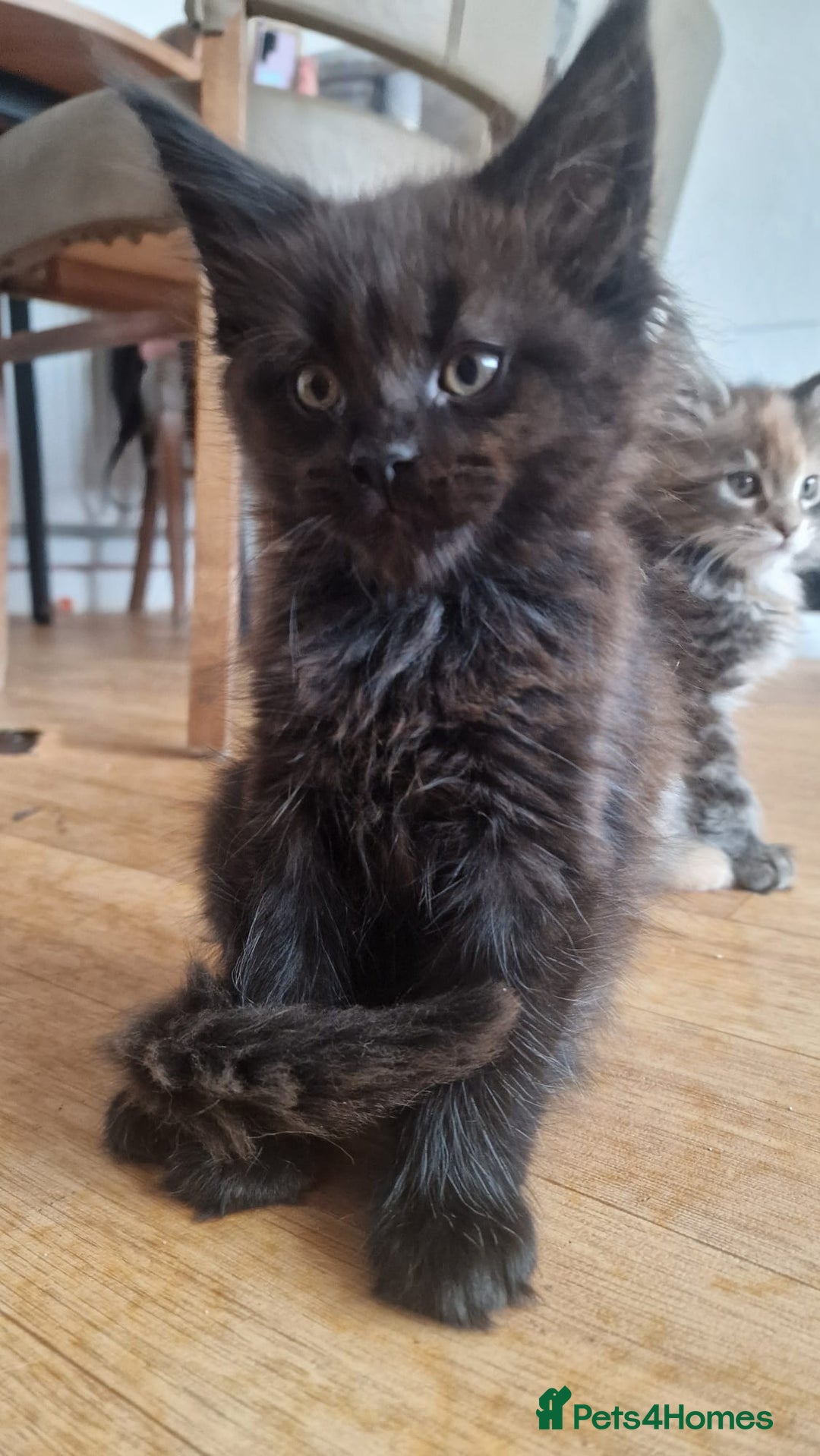 Maine Coon cats for sale: Maine coon kittens - Image 10
