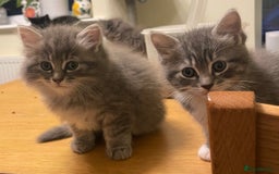 Ragdoll cats for sale: Ragdoll cross kittens  - Image 8