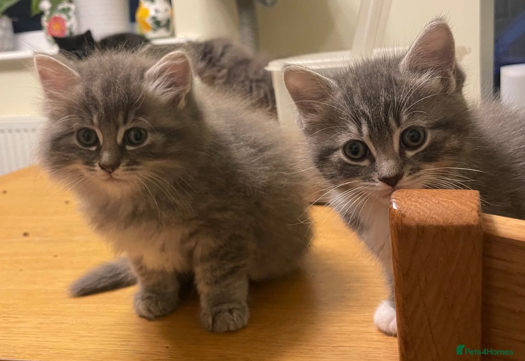 Ragdoll cats for sale: Ragdoll cross kittens  - Image 8