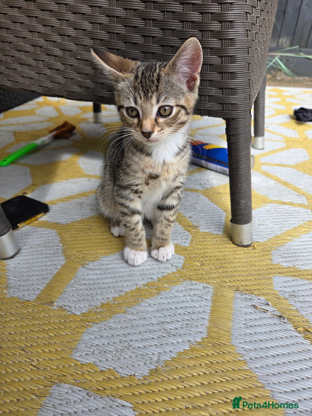 Mixed Breed cats for sale: 3 beautiful kittens  - Image 10