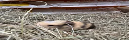 Guinea Pig rodents for sale: 2 wonderful guinea pig very friendly  - Advert 8
