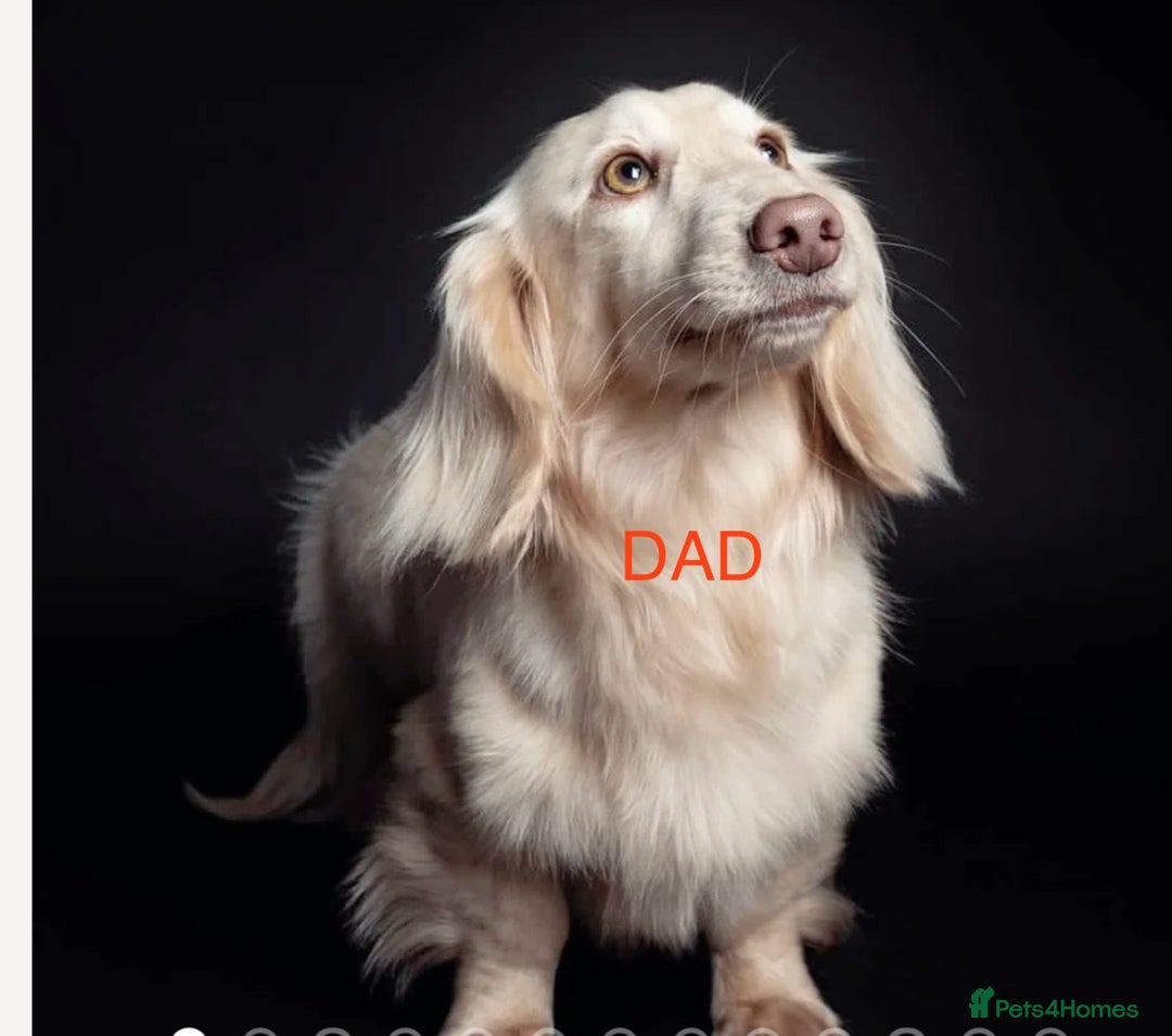 Miniature Dachshund dogs for sale: Long hair tiny kc reg dachshund babies  - Advert 22