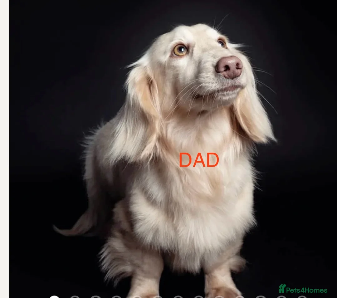 Miniature Dachshund dogs for sale: READY NOW Long hair tiny KC - Advert 18