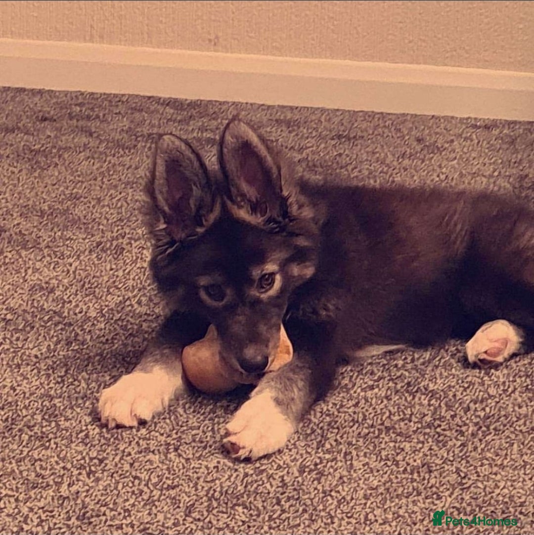 Mixed Breed dogs for sale: German Shepherd X Puppies - Image 22