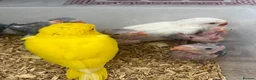 Ringnecks birds for sale:     Super Tame Hand Reared Babies £50 off today !  - Advert 34