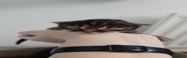 Tabby Feet/White Tip Tail