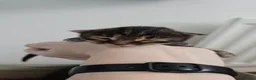 Mixed Breed cats for sale: 3 beautiful long hair kittens - Advert 6