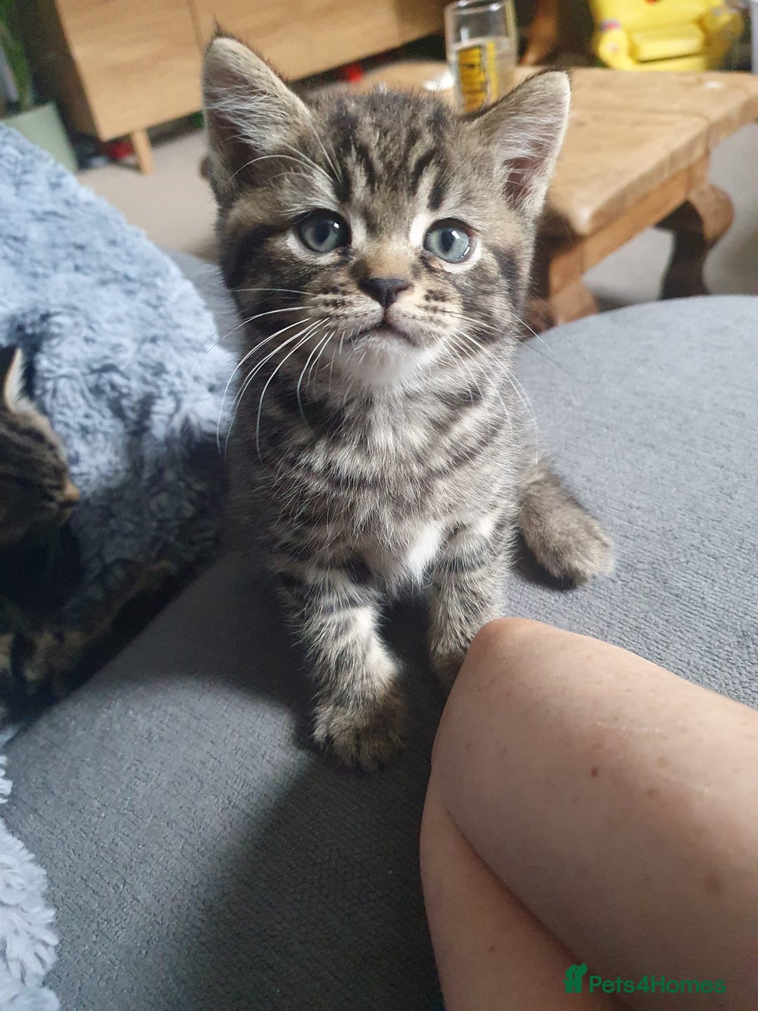Persian cats for sale: These are 1/4 Perisan kittens  - Image 2