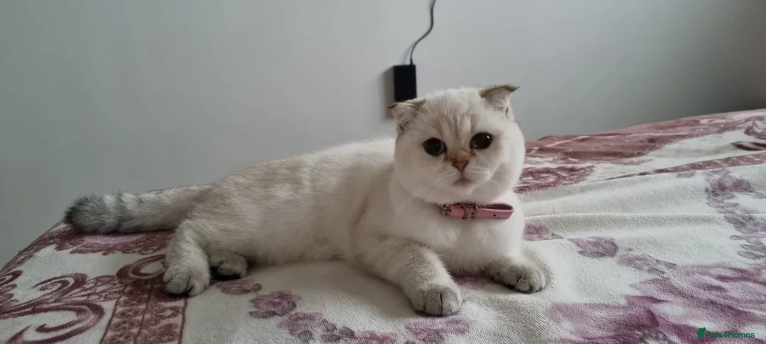 British Shorthair cats for sale: British shorthair Enzo and Misty - Advert 21