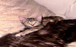 Mixed Breed cats for sale: Pretty little girls  - Image 10
