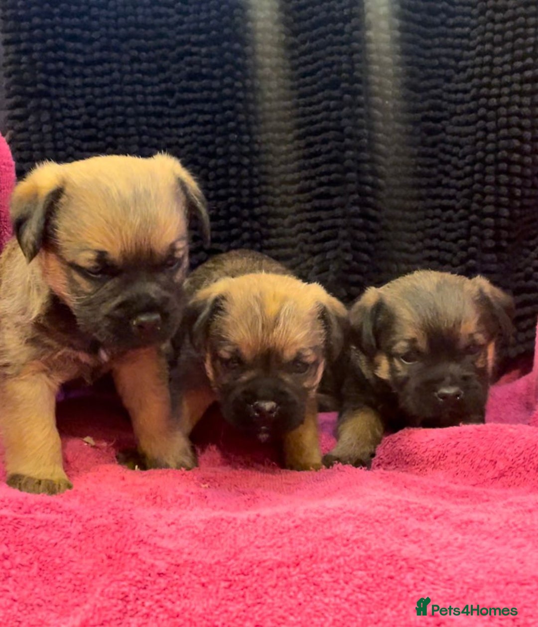Border Terrier dogs for sale: Beautiful Border Puppies - Advert 4