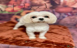 Maltese dogs for sale: Maltese For Sale  - Advert 7