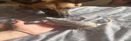 Belgian Shepherd Dog dogs for sale: Belgian mali for sale PLEASE READ!!!! - Advert 10