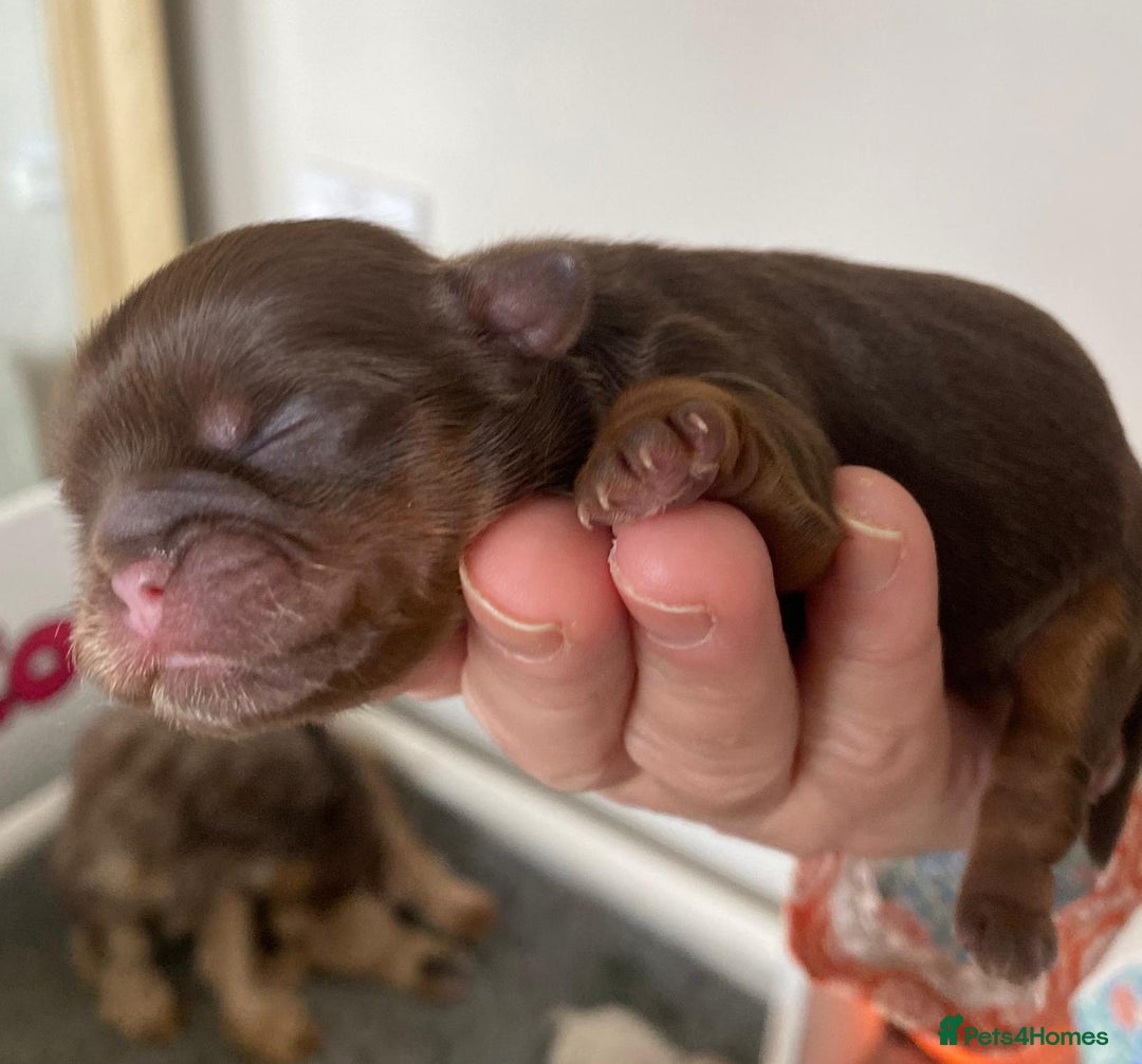 Shih Tzu dogs for sale: ✨️Exceptional Imperial Litter✨️ - Image 10