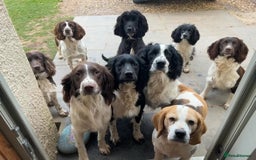 English Springer Spaniel dogs for sale: Springer Spaniel Puppies for sale  - Image 20