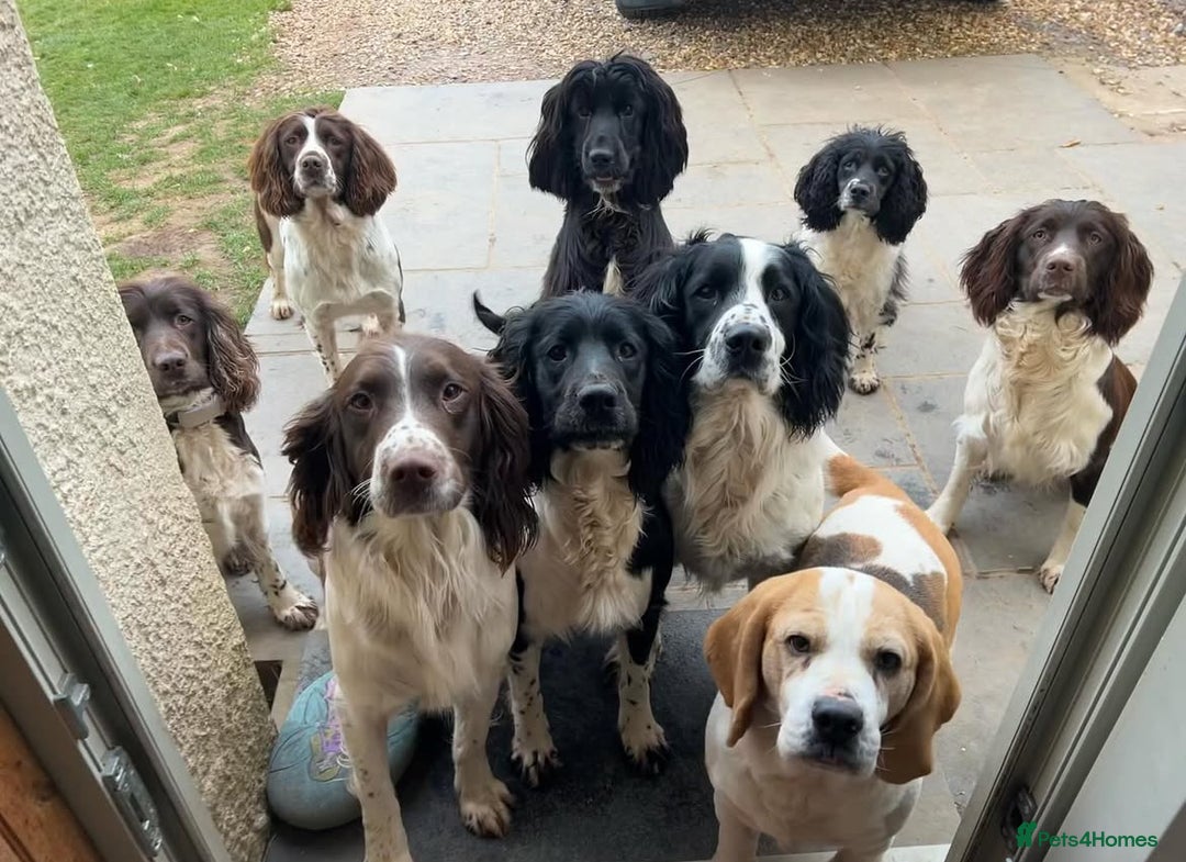 English Springer Spaniel dogs for sale: Springer Spaniel Puppies for sale  - Image 20