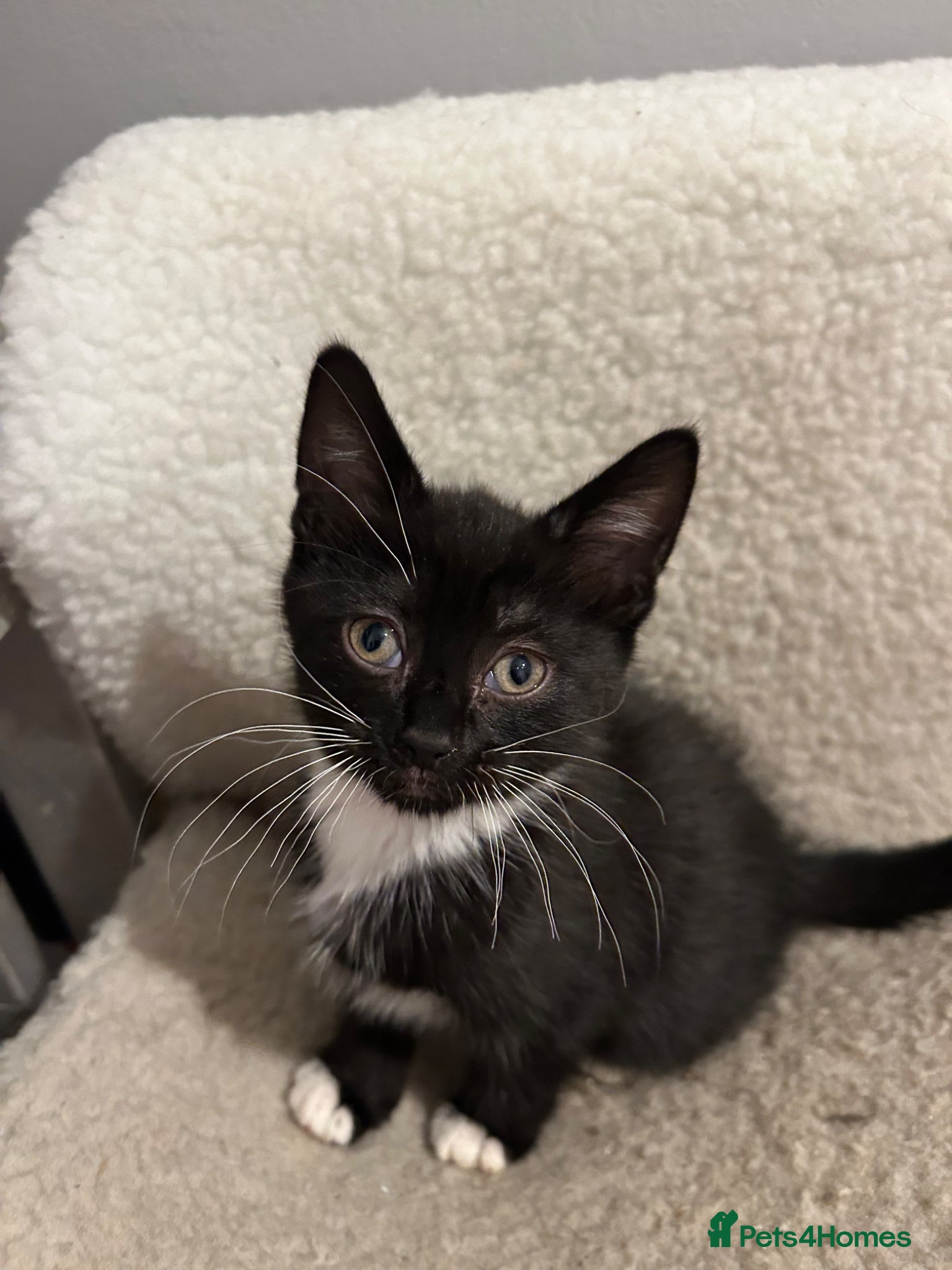 Mixed Breed cats 🚨1 HANDSOME BOY NEEDING HIS FOREVER HOME🚨 - Advert 4