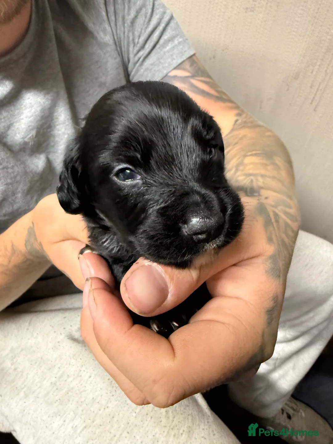 Mixed Breed dogs for sale: 2 male puppies for sale !!!!!! in Stockton-on-Tees - Advert 2