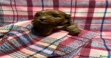 Cavapoo dogs beautiful ruby red F1 cavapoos ❤️ - Advert 9