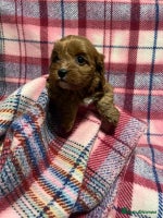 Cavapoo dogs beautiful ruby red F1 cavapoos ❤️ - Advert 7