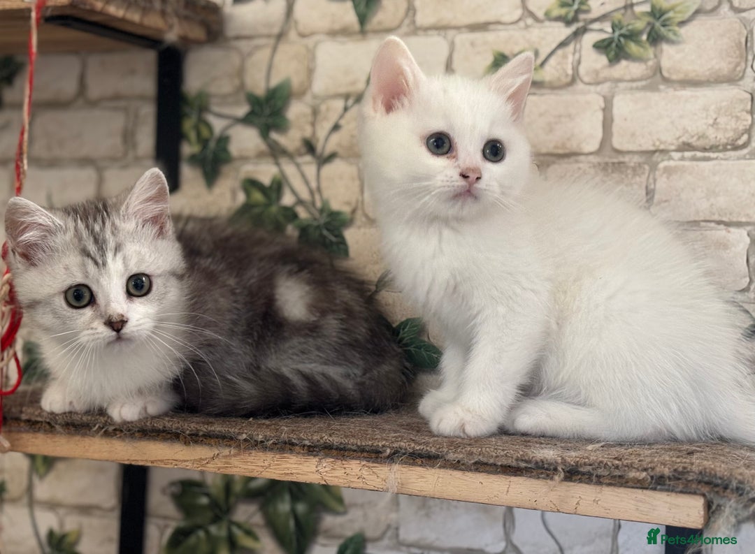 Munchkin cats for sale: Full Pedigree Munchkin Kittens  - Advert 21