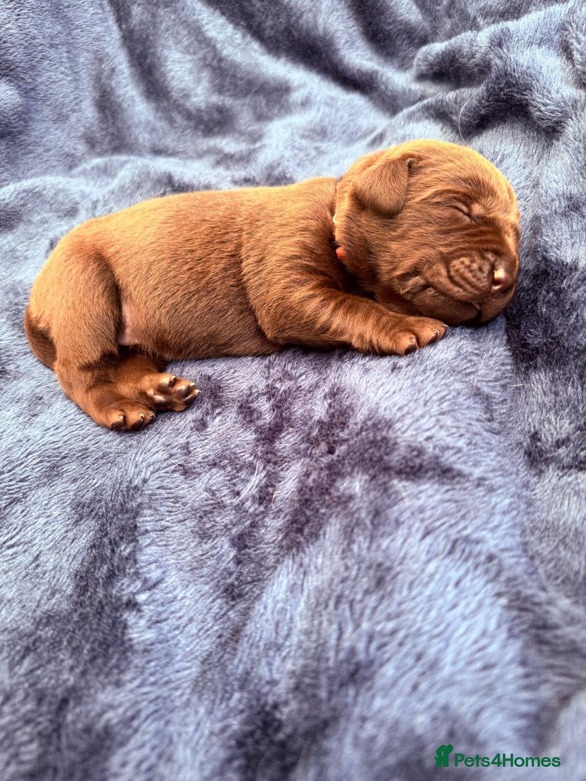 Labrador Retriever dogs for sale: Chocolate Labrador Puppies and One Yellow Girl - Advert 6