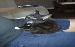 Mixed Breed cats for sale: 1 Beautiful black and white girl left  - Image 6