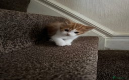 Maine Coon cats for sale: Stunning Maine coon  - Advert 4