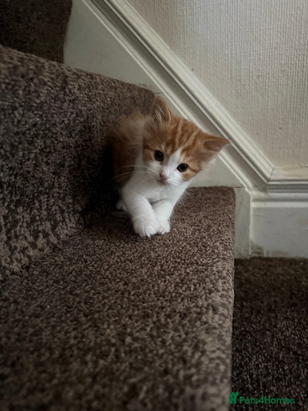 Maine Coon cats for sale: Stunning Maine coon  - Advert 4